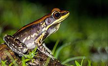 Fungoid frog httpsuploadwikimediaorgwikipediacommonsthu