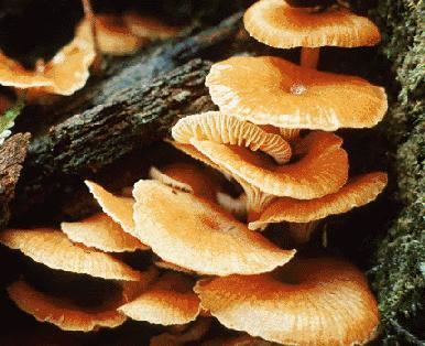 A troop of Honey Fungus (Armillaria mellea) growing on wood.