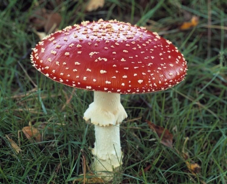 A red mushroom with white spots sprouting in the middle of grass.