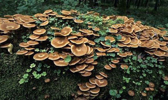 A cluster of brown Honey Fungus sprouting along moss in a forest.