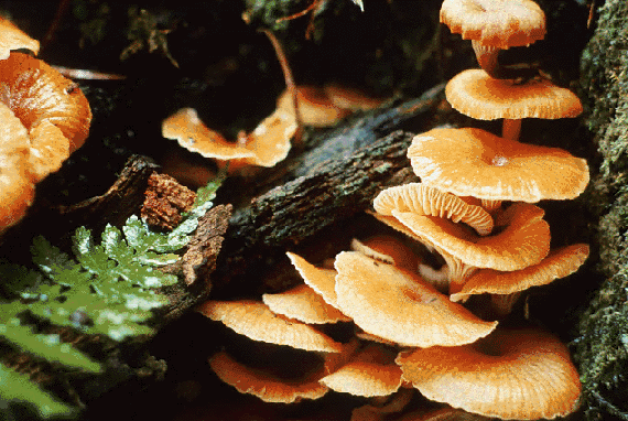 A troop of Honey Fungus (Armillaria mellea) growing on wood.