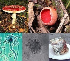 Different Types of fungus and how they are seen when viewed in a microscope.
