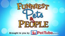 Funniest Pets & People Watch Funniest Pets amp People online free on Tvlinks