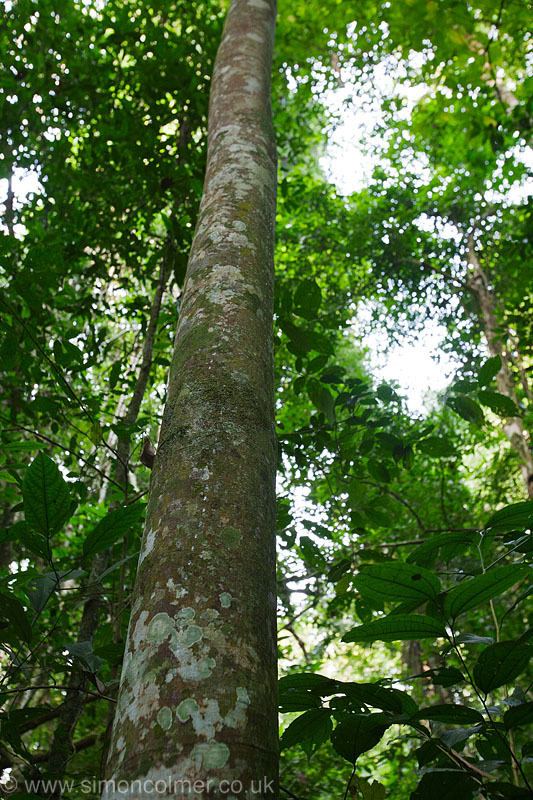 Funtumia elastica Silkrubber or African rubber tree Funtumia elastica simon colmer