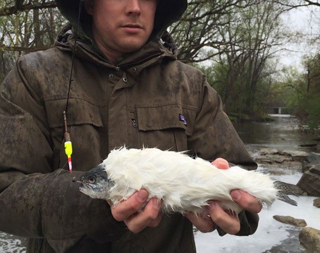 Fur-bearing trout Man Catches Rare Furry Trout in Wisconsin
