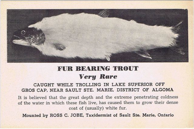 Fur-bearing trout Man Catches Rare Furry Trout in Wisconsin