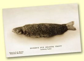 Fur-bearing trout The Furbearing Trout Myth or Marvel
