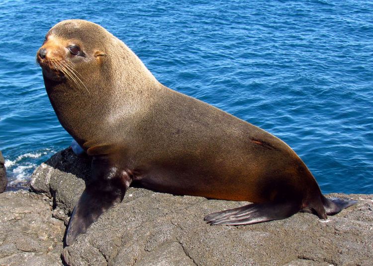 Fur seal Galpagos fur seal Wikipedia the free encyclopedia All