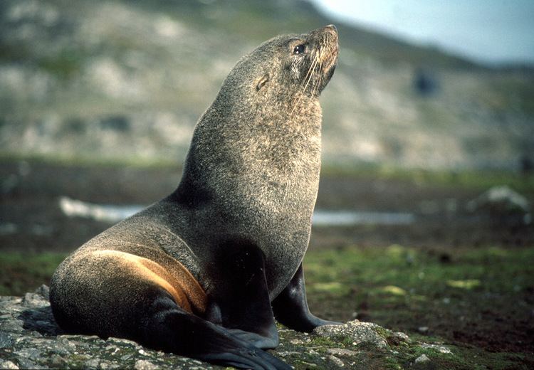 Fur seal Southern fur seals Arctocephalus gazella Antarctic fur seal