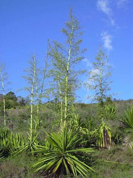 Furcraea foetida Furcraea foetida