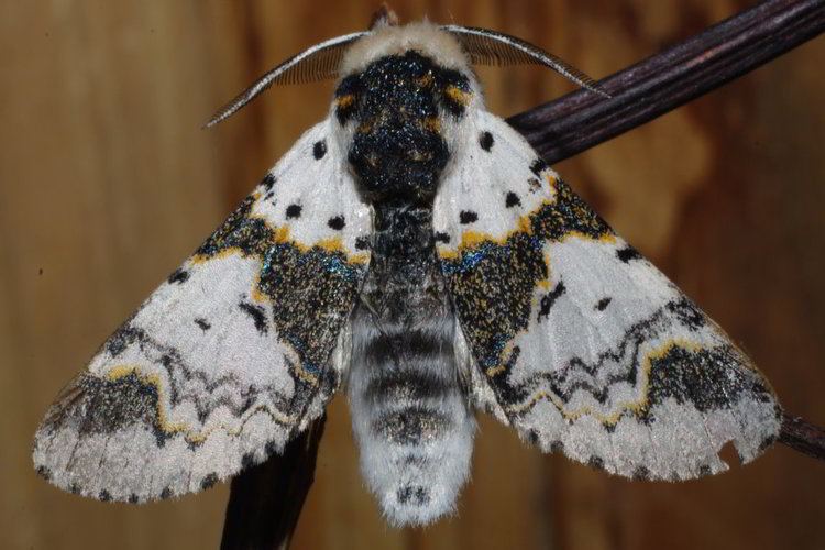 Furcula bicuspis Furcula Lepidoptera of Belarus
