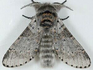 Furcula (moth) Moth Photographers Group Furcula cinerea 7937