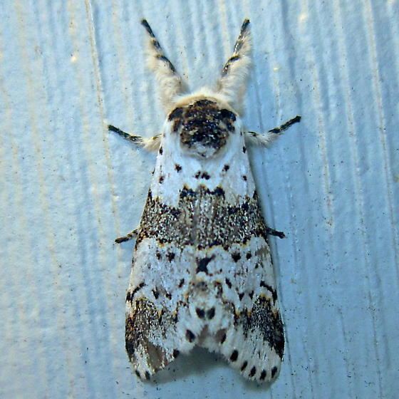 Furcula (moth) bugguidenetimagescache7QFRQQ7QFRQQYRJKQ0X0R0