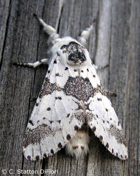 Furcula (moth) White Furcula Moth Furcula borealis BugGuideNet