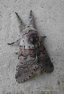 Furcula occidentalis httpsuploadwikimediaorgwikipediacommonsthu