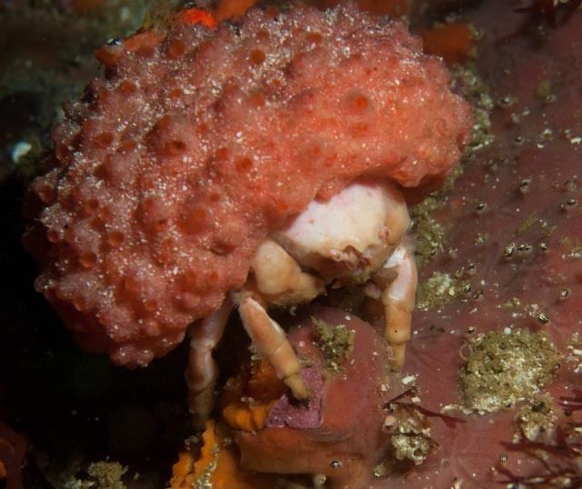 Furred sponge crab