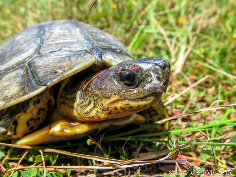 Furrowed wood turtle Furrowed Wood Turtle Rhinoclemmys areolata Sittee River Flickr