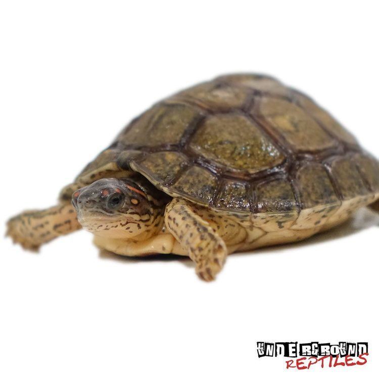 Furrowed wood turtle Furrowed Wood Turtles For Sale Underground Reptiles