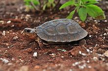 Furrowed wood turtle Furrowed wood turtle Wikipedia
