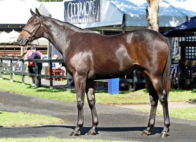 Fusaichi Pegasus FUSAICHI PEGASUS doing job as a Broodmare Sire