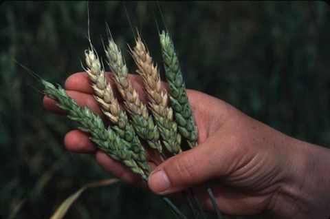 Fusarium Fusarium head blight