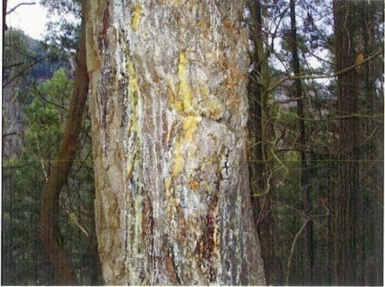Fusarium circinatum Forestry News