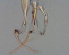 Fusarium crown rot of wheat cbarcaesoregonstateedusitesdefaultfilesresi