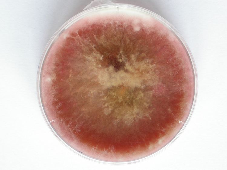 Retina of Fusarium culmorum