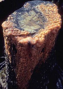 Fusarium merismoides httpsuploadwikimediaorgwikipediacommonsthu