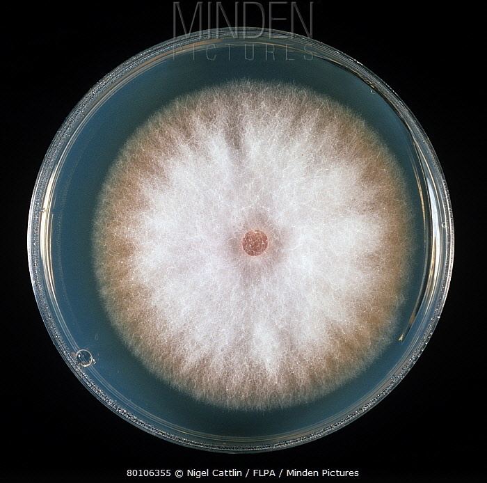 A culture of the phytopathogenic fungus Fusarium oxysporum on PDA plate