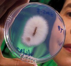 Plant-pathogenic strain of Fusarium oxysporum that causes fusarium wilt