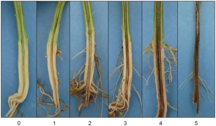 Fusarium oxysporum f.sp. tracheiphilum phenotyping for vascular discoloration symptoms