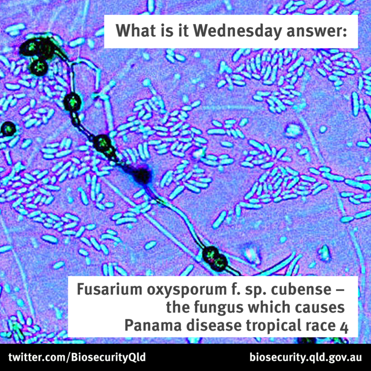 Fusarium oxysporum f.sp. cubense Biosecurity Qld on Twitter quotWhatisitWednesday answer Fusarium