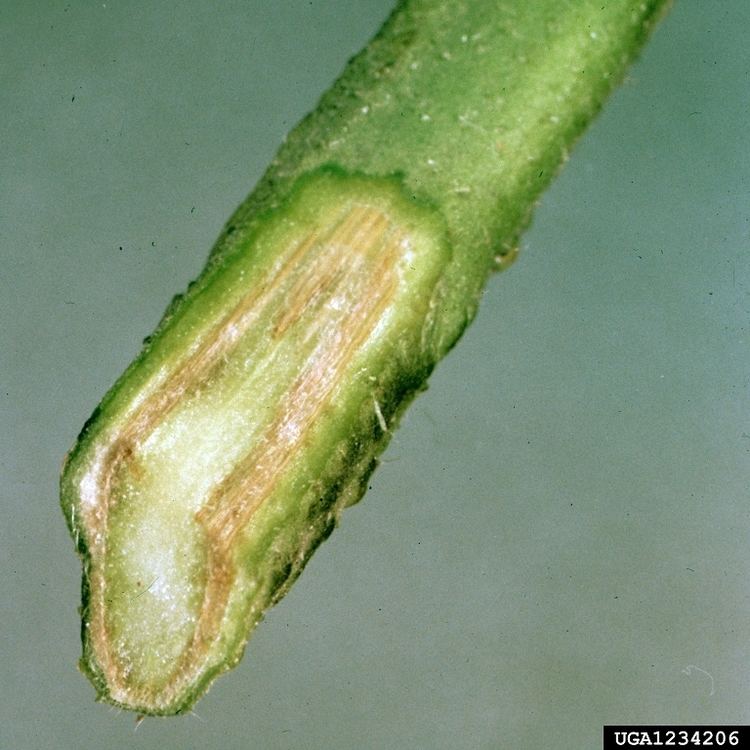 Fusarium oxysporum f.sp. lycopersici Fusarium wilt Fusarium oxysporum fsp lycopersici in Southern