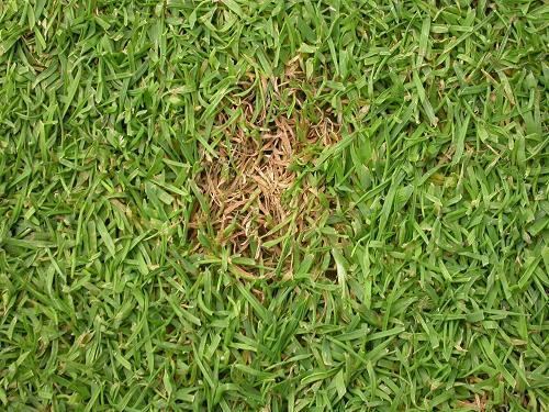 Fusarium patch All you ever wanted to know about Fusarium patch Microdochium pat