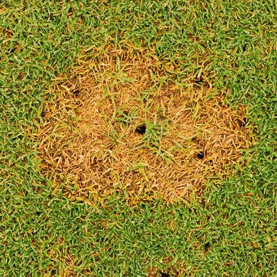 Fusarium patch Fusarium identify control this lawn turf disease