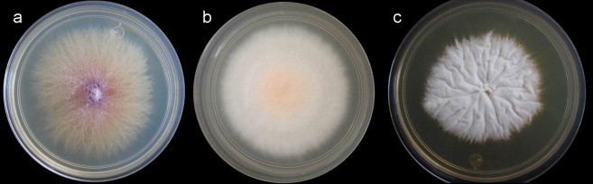 Fusarium subglutinans Fusarium subglutinans A new eumycetoma agent PDF Download Available