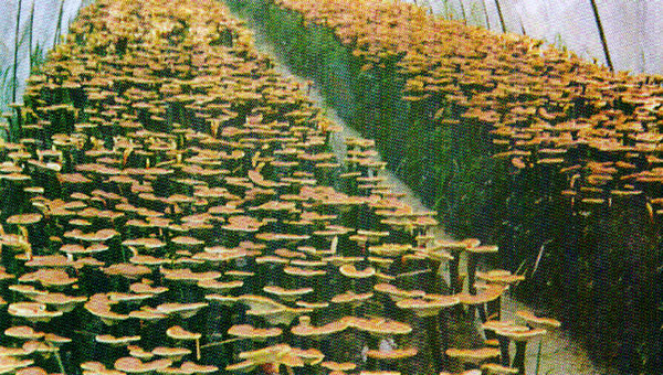 Mushroom plantation