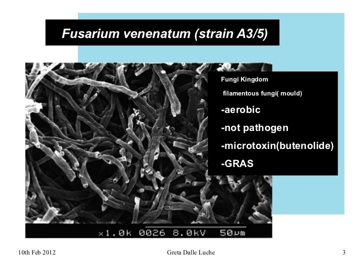 Fusarium venenatum strain A3/5