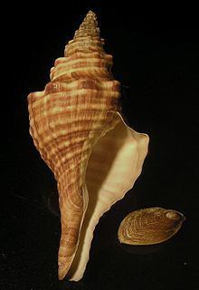 Fusinus ocelliferus httpsuploadwikimediaorgwikipediacommonsthu