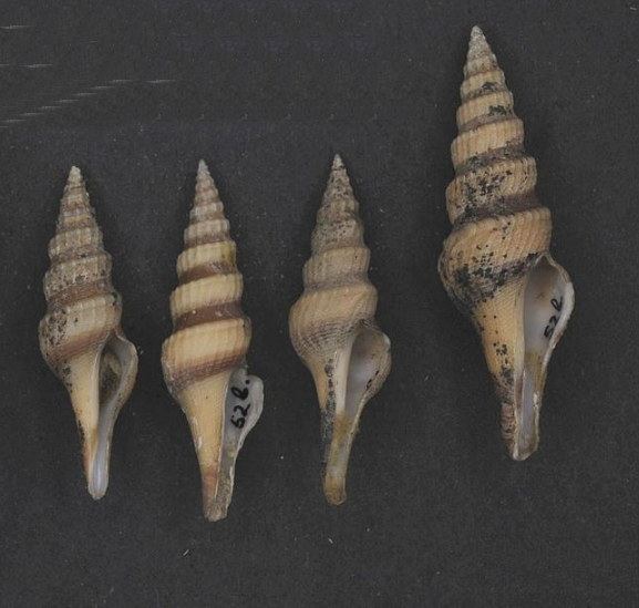 Fusiturris similis