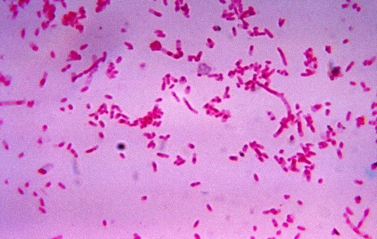 Fusobacterium httpsuploadwikimediaorgwikipediacommonsthu