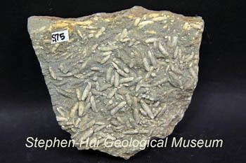 Fusulinida Welcome to Stephen Hui Geological Museum