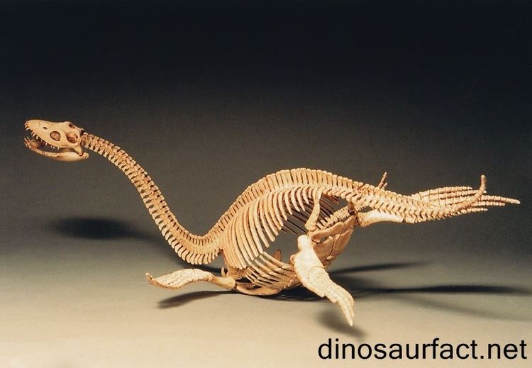 Futabasaurus Futabasaurus dinosaur