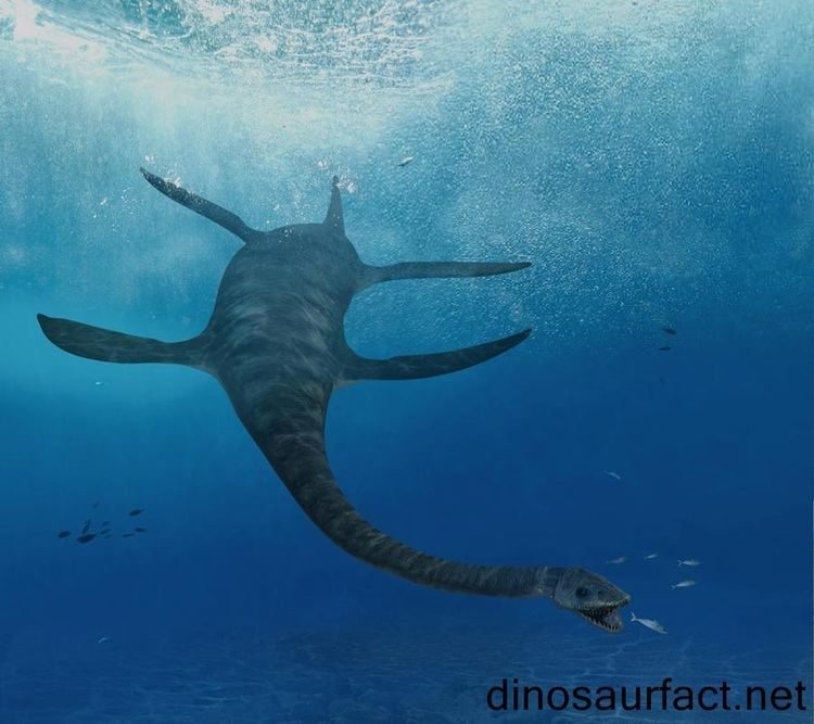 Futabasaurus Futabasaurus dinosaur