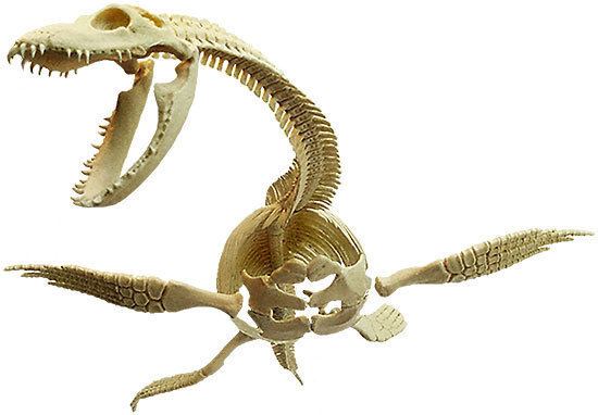 Futabasaurus BrantWorks Futabasaurus Skeleton