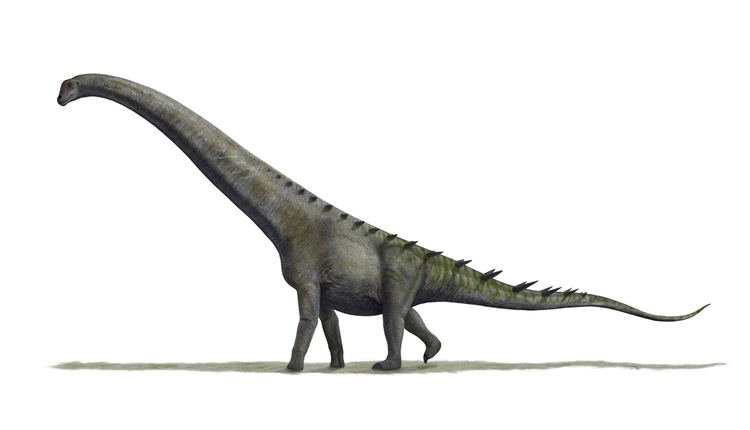 Futalognkosaurus FileFutalognkosaurus BWjpg Wikimedia Commons