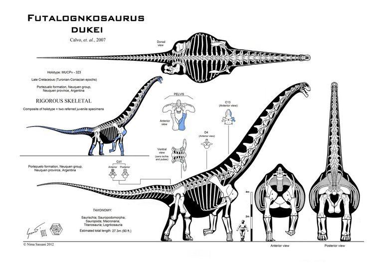 Futalognkosaurus futalognkosaurus DeviantArt