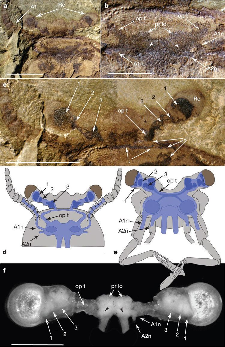Fuxianhuia Brain of Fuxianhuia protensa and comparison with Malacostraca