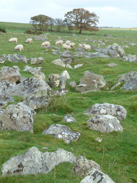 Fyfield Down Devizes Days in Words and Pictures 2015 The Sarsen Stone Valley on